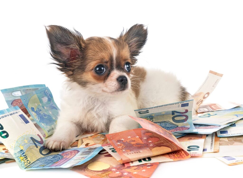 Consejos para ahorrar en mascotas 1 consejos para ahorrar en mascotas